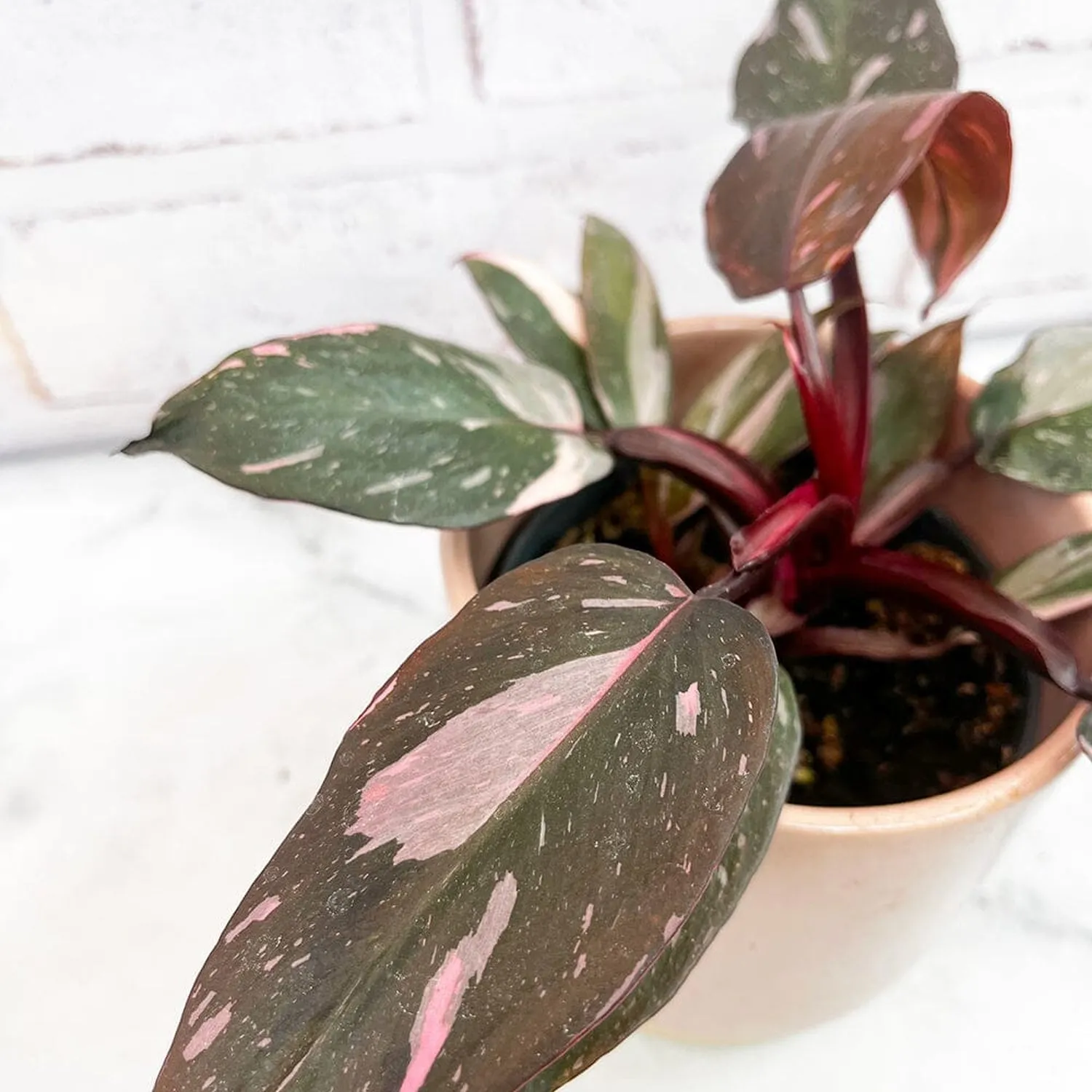 15 - 20cm Highly Variegated Pink Princess House Plant 9cm Pot