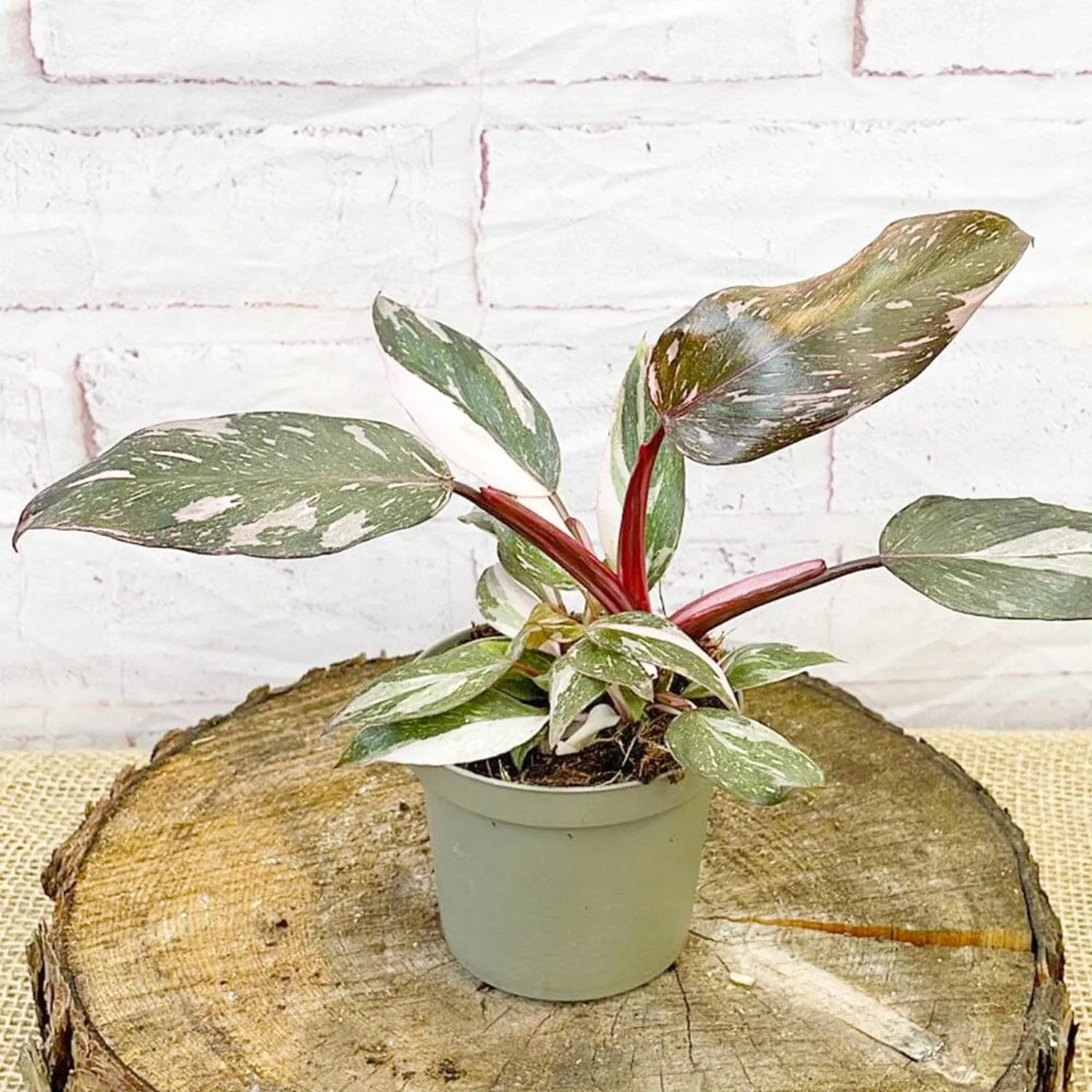 15 - 20cm Highly Variegated Pink Princess House Plant 9cm Pot