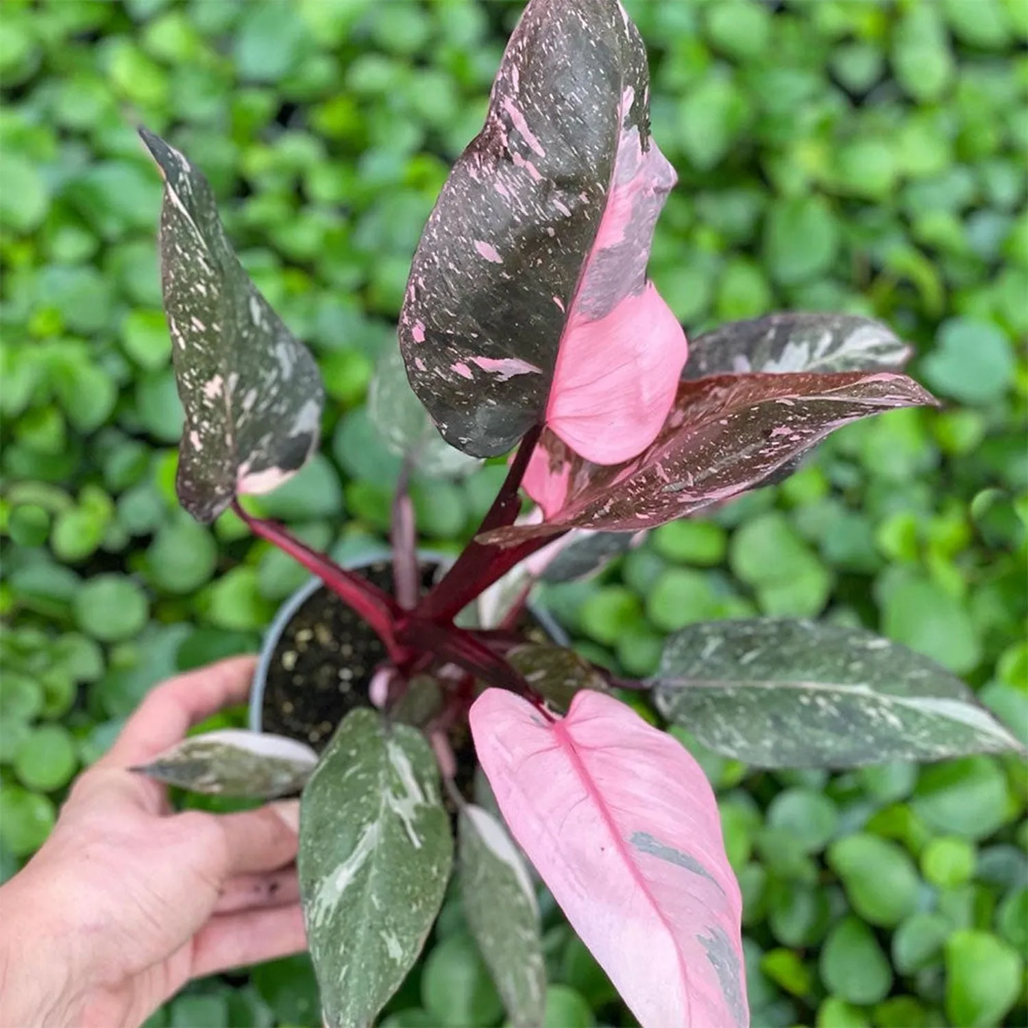 15 - 20cm Highly Variegated Pink Princess House Plant 9cm Pot