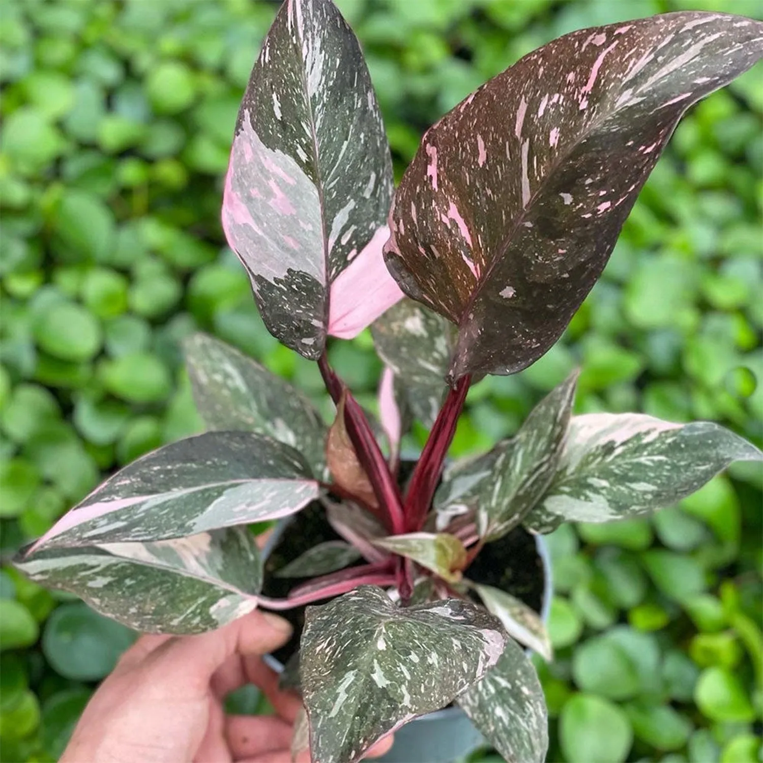 15 - 20cm Highly Variegated Pink Princess House Plant 9cm Pot