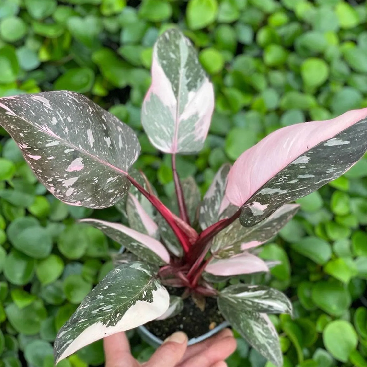 15 - 20cm Highly Variegated Pink Princess House Plant 9cm Pot