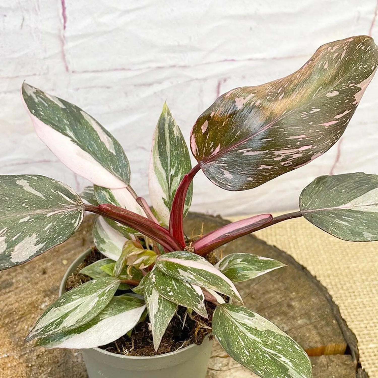15 - 20cm Highly Variegated Pink Princess House Plant 9cm Pot