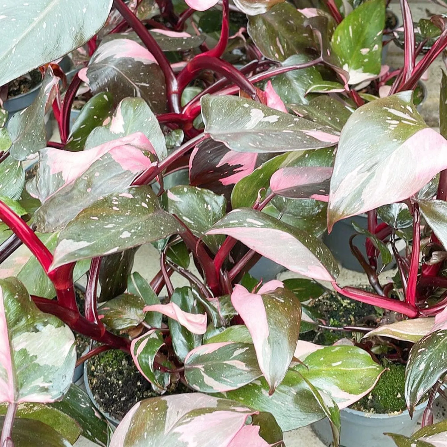 15 - 20cm Highly Variegated Pink Princess House Plant 9cm Pot