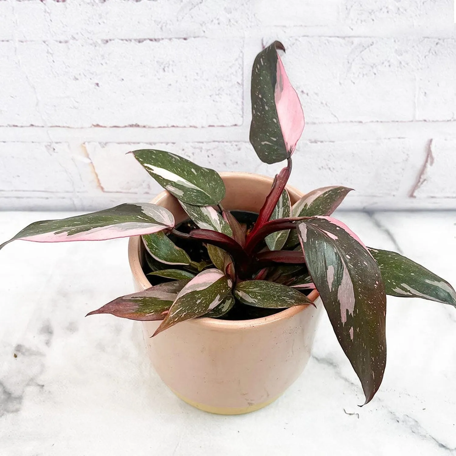 15 - 20cm Highly Variegated Pink Princess House Plant 9cm Pot