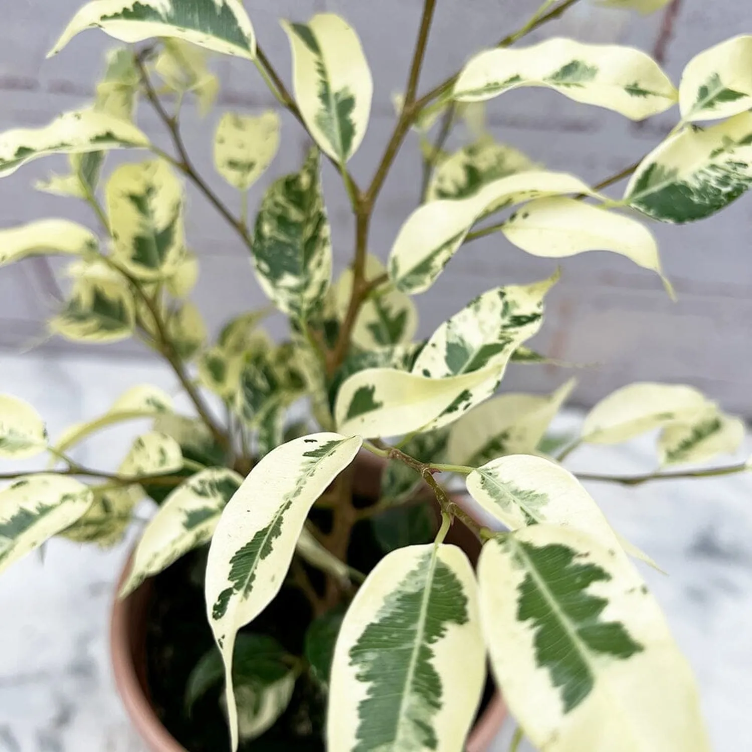 20- 30cm Ficus Eldorado 10cm Pot House Plant