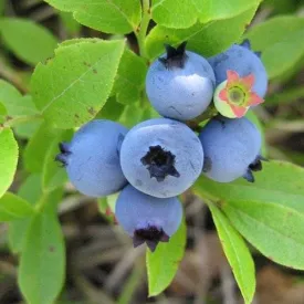 Blueberry Blue Jay