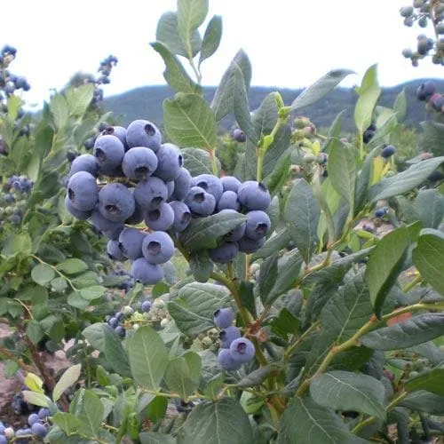 Blueberry Blue Jay