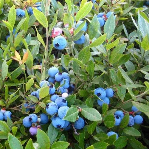 Blueberry Blue Jay