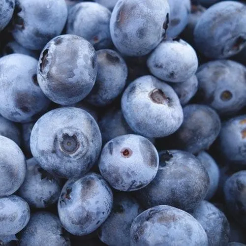Blueberry Blue Jay